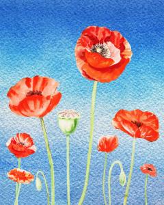 Red Poppies Blue Sky